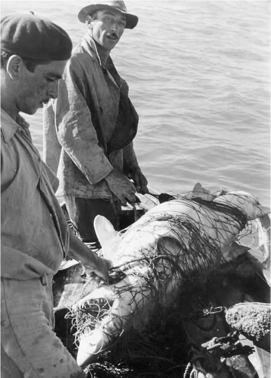 Pescando tiburones (aprox. 1950)