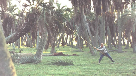 Alfeo Acosta cortando hojas de palma (Foto: N.Rocha).