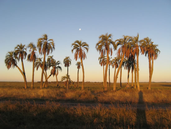 Corral de palmas